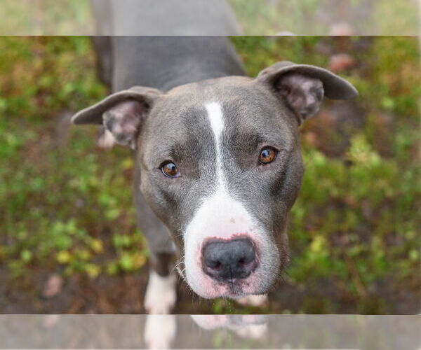 Medium Photo #21 American Pit Bull Terrier Puppy For Sale in Gloversville, NY, USA