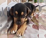 Small #1 Labrador Retriever Mix
