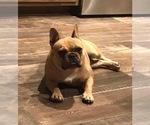 Small Photo #1 French Bulldog Puppy For Sale in NOWATA, OK, USA