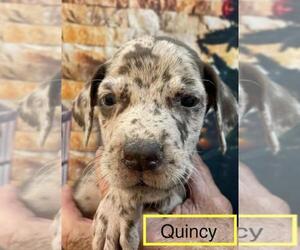 Great Dane Puppy for sale in SELLERSBURG, IN, USA