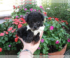 Poodle (Toy) Puppy for sale in NAPLES, FL, USA