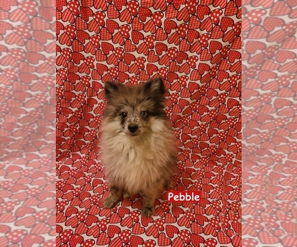 Medium Photo #3 Pomeranian Puppy For Sale in CLARKSVILLE, TN, USA