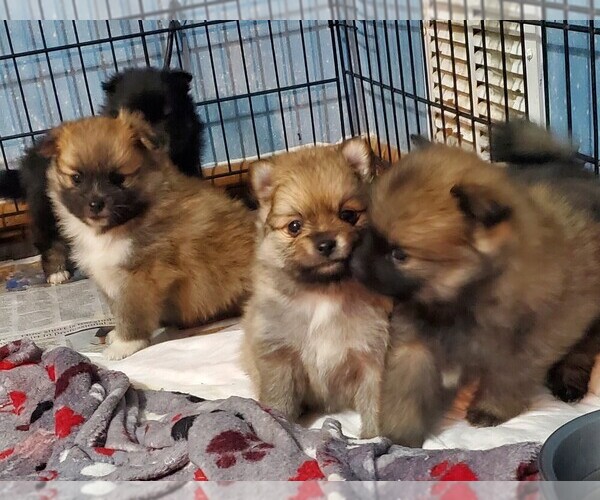 Medium Photo #1 Pomeranian Puppy For Sale in CHICAGO, IL, USA