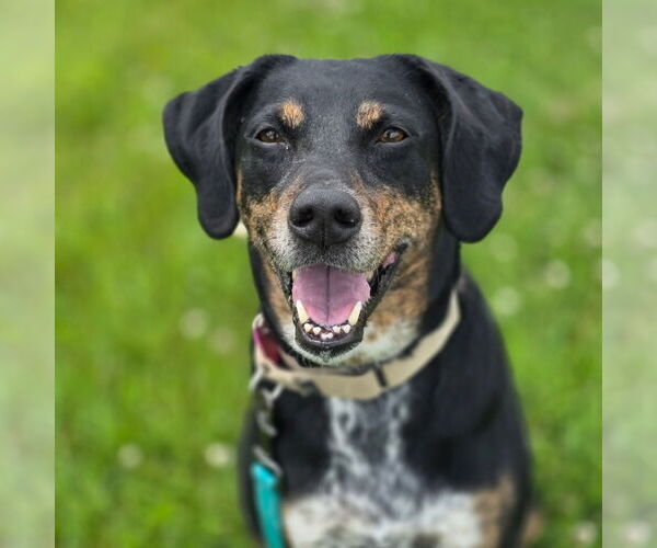 Medium Photo #3 Pointer-Unknown Mix Puppy For Sale in Fargo, ND, USA