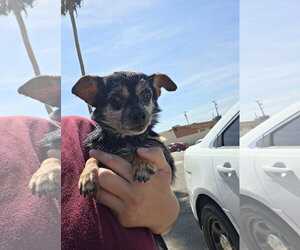 Chihuahua-Unknown Mix Dogs for adoption in El Centro, CA, USA