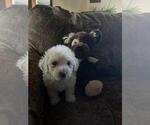 Puppy 1 Bichpoo