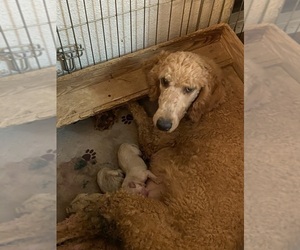 Mother of the Goldendoodle puppies born on 08/15/2026