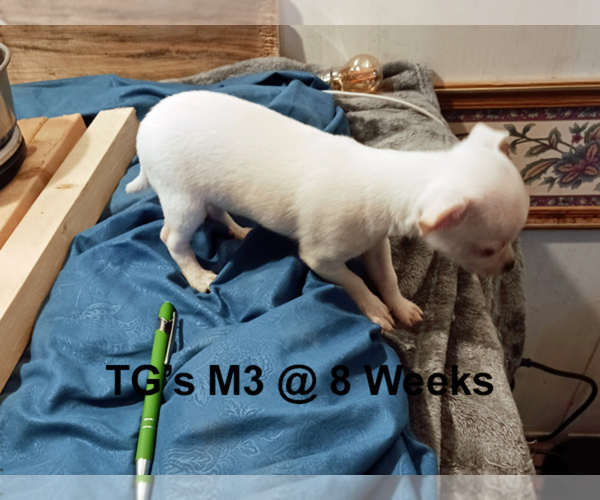 Medium Photo #7 Chihuahua Puppy For Sale in BELLE FOURCHE, SD, USA