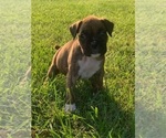 Puppy Puppy 2 Boxer