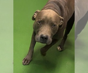 Mutt Dogs for adoption in Rustburg, VA, USA