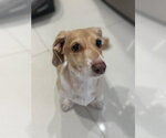 Small #3 Dachshund