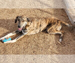 Baxter - Male Pyrenees Catahoula Dog for Adoption - Photo #10