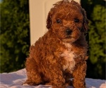 Small Photo #39 Poodle (Miniature) Puppy For Sale in GOSHEN, IN, USA