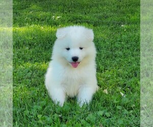 Samoyed Puppy for sale in WITHEE, WI, USA