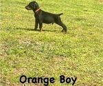 Small Photo #19 Doberman Pinscher Puppy For Sale in NEW KENT, VA, USA