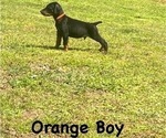 Small #18 Doberman Pinscher