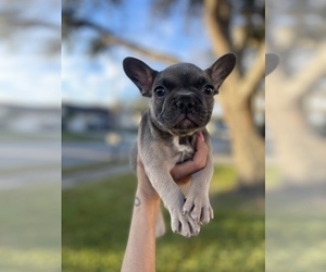 French Bulldog Puppy for sale in TAMPA, FL, USA