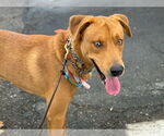 Small #2 Labrador Retriever Mix