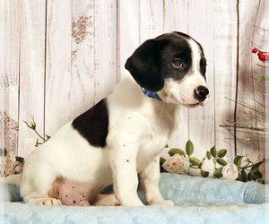 Labbe Puppy for sale in PENNS CREEK, PA, USA