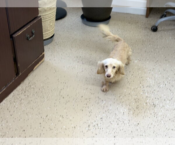 Medium Photo #3 Dachshund Puppy For Sale in York, SC, USA