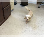 Small #2 Dachshund