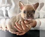 Small French Bulldog