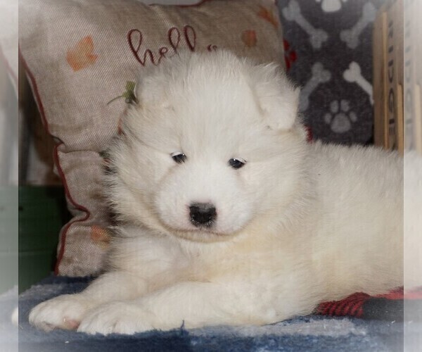 Medium Photo #6 Samoyed Puppy For Sale in LUBLIN, WI, USA