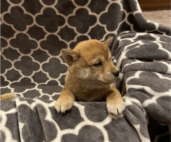 Medium Photo #25 Shiba Inu Puppy For Sale in SCHUYLKILL HAVEN, PA, USA