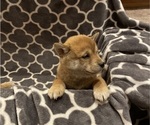 Small Photo #25 Shiba Inu Puppy For Sale in SCHUYLKILL HAVEN, PA, USA