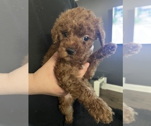 Poodle (Miniature) Litter for sale in BALTIMORE, MD, USA