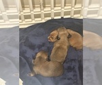 Small Photo #13 Dachshund Puppy For Sale in LEXINGTON, NC, USA