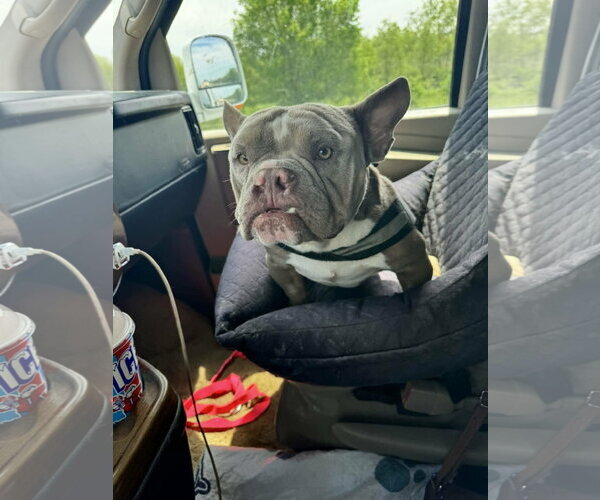 Medium Photo #3 Free-Lance Bulldog Puppy For Sale in New London, WI, USA