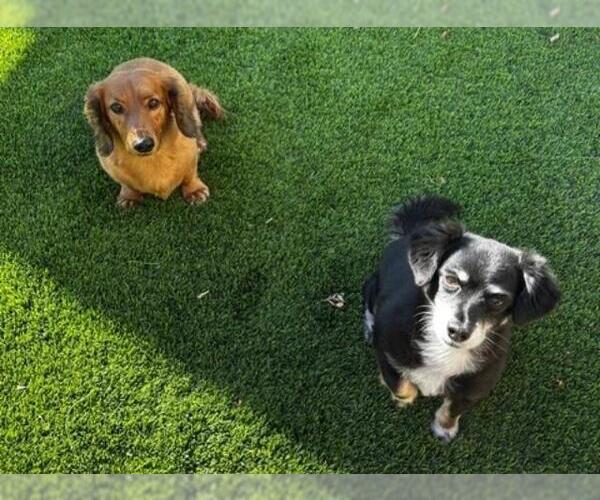 Medium Photo #3 Wapoo Puppy For Sale in Los Angeles, CA, USA