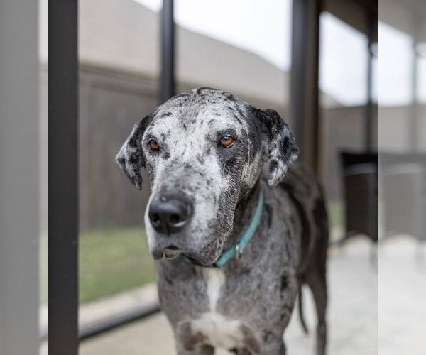 Medium Photo #9 Great Dane Puppy For Sale in Bullard, TX, USA