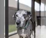 Small #8 Great Dane