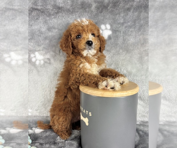 Medium Photo #3 Goldendoodle (Miniature) Puppy For Sale in INDIANAPOLIS, IN, USA