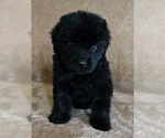 Small #1 Newfoundland