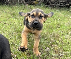 Mastiff Puppy for sale in SWEET HOME, OR, USA