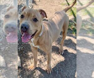 Mutt Dogs for adoption in Conroe, TX, USA