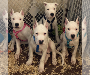 Dogo Argentino Puppy for sale in SAN JACINTO, CA, USA