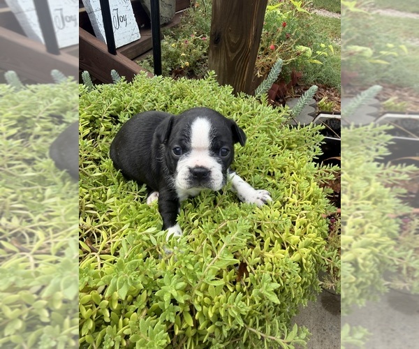 Medium Photo #2 Boston Terrier Puppy For Sale in FREDONIA, KS, USA