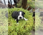Small #1 Boston Terrier