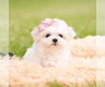 Small Photo #64 Maltese Puppy For Sale in WARSAW, IN, USA