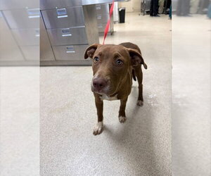 Mutt Dogs for adoption in Riverside, CA, USA