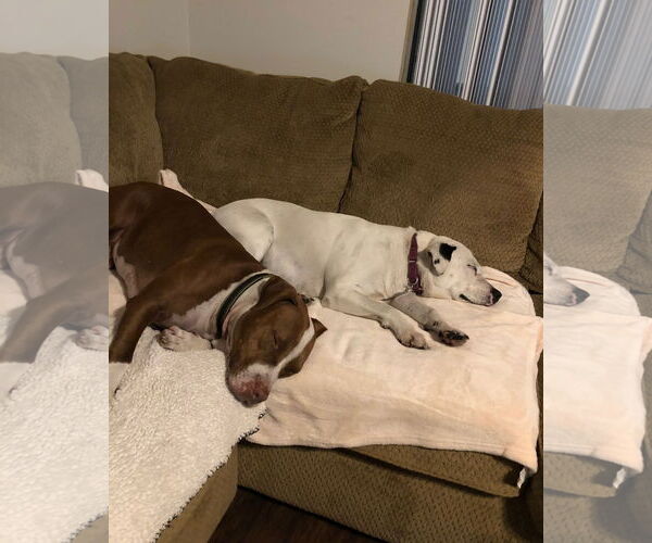 Medium Photo #20 Boxer-Unknown Mix Puppy For Sale in Sanford, FL, USA