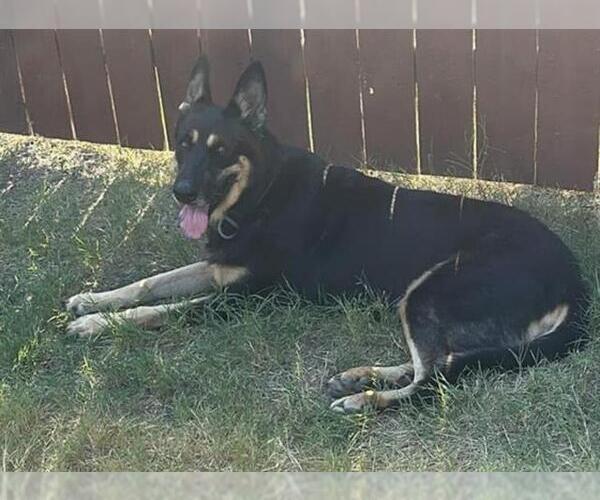 Medium Photo #1 German Shepherd Dog-Unknown Mix Puppy For Sale in San Antonio, TX, USA