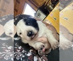 Small Photo #2 Australian Cattle Dog Puppy For Sale in CORTEZ, CO, USA