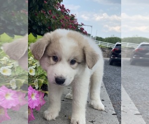 Great Pyrenees Puppy for sale in CANOGA, NY, USA