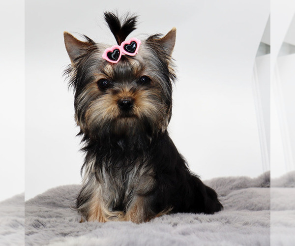 Medium Photo #3 Yorkshire Terrier Puppy For Sale in LOS ANGELES, CA, USA