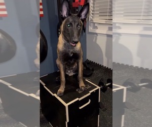 Father of the Belgian Malinois puppies born on 01/10/2026